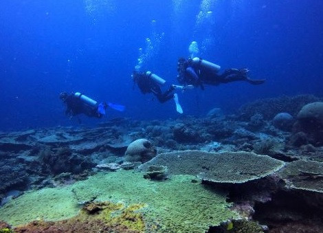 Divers explore a coral reef on Sept. 7, 2023, in the Tomia Sea in Wakatobi, Southeast Sulawesi.